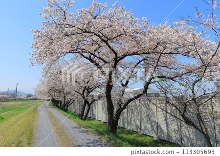 Take a stroll along the row of cherry blossom trees (Saitama Prefecture) 113305693