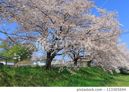Take a stroll along the row of cherry blossom trees (Saitama Prefecture) Take a stroll along the row of cherry blossom trees (Saitama Prefecture) 113305694