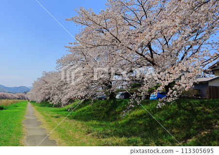 Take a stroll along the row of cherry blossom trees (Saitama Prefecture) 113305695