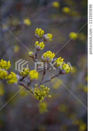 Golden spring flowers, Cornus japonica just before blooming, awakening to spring 113305696