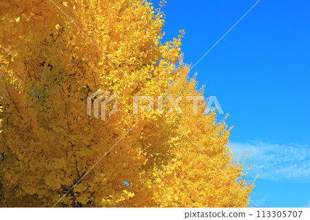 Pagoda waiting for the sunrise 113305707