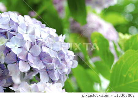 附近的繡球花 113305802