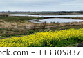 Watarase Retarding Ground and Rape blossoms 113305837