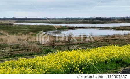 Watarase Retarding Ground and Rape blossoms Watarase Retarding Ground and Rape blossoms 113305837