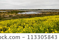Watarase Retarding Ground and Rape blossoms 113305843