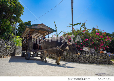 沖繩縣竹富島的水牛車 沖繩縣竹富島的水牛車 113305850