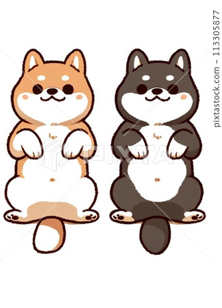 柴犬套裝展示簡單可愛的肚子 113305877