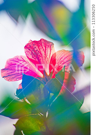 colorful hibiscus flowers in summer 113306250