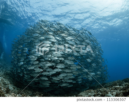 Flock of gingamames 113306307