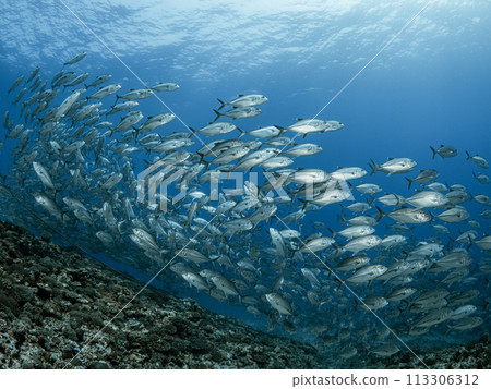 Flock of gingamames 113306312