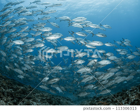 Flock of gingamames 113306313