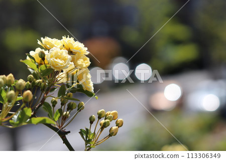 黃色嘲笑黃油花 113306349