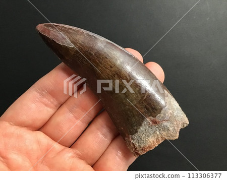 恐龍齒化石 113306377