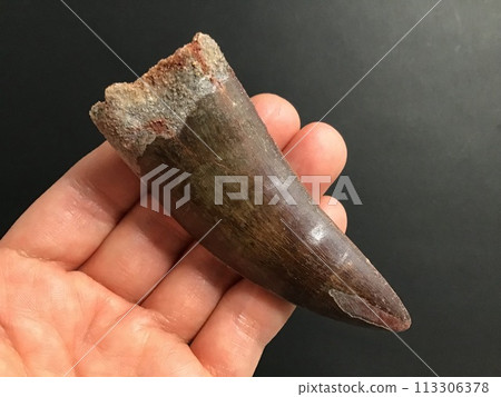 Dinosaur tooth fossil 113306378