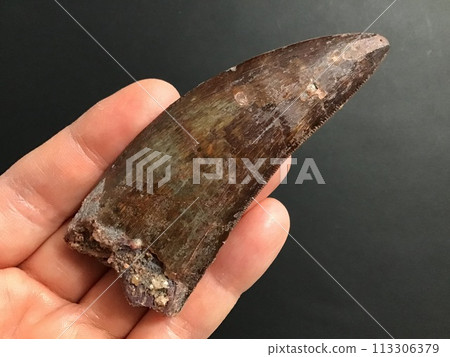 Dinosaur tooth fossil 113306379