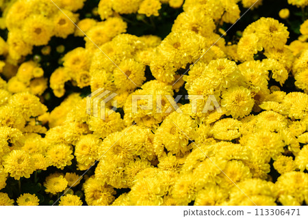 Colorful yellow chrysanthemum flower bloom in the garden, flower background Colorful yellow chrysanthemum flower bloom in the garden, flower background 113306471