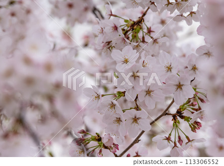 Cherry blossoms in full bloom Cherry blossoms in full bloom 113306552