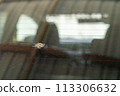 Bird poop dropping on the rear windshield of a blue car. 113306632