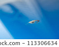 Close-up view of the bird poop dropping on the blue car. 113306634