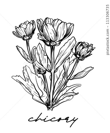 Chicory hand drawn vector illustration on white 113306735