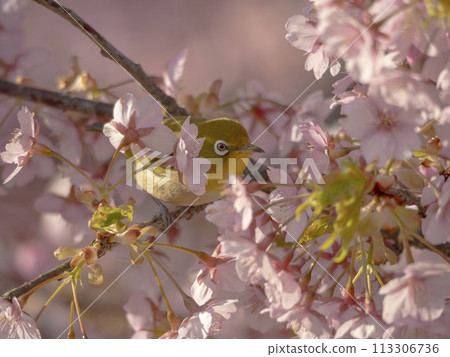 Pink Kawazu cherry blossoms and cute Japanese white-eye 113306736