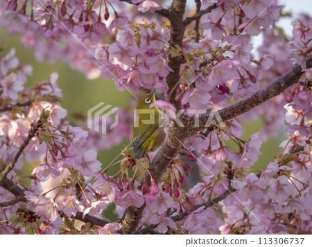 Cherry blossoms and white-eye 113306737