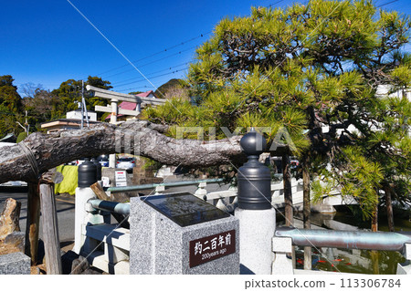 Shimoda: The Pine of the God of Welcoming (Shimoda City, Shizuoka Prefecture) Shimoda: The Pine of the God of Welcoming (Shimoda City, Shizuoka Prefecture) 113306784