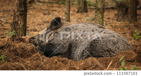 Belarus. Wild Boar Or Sus Scrofa, Also Known As The Wild Swine, Eurasian Wild Pig Resting Sleeping In Autumn Forest Belarus. Wild Boar Or Sus Scrofa, Also Known As The Wild Swine, Eurasian Wild Pig Resting Sleeping In Autumn Forest 113307101
