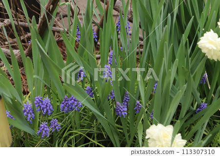 Purple Muscari flowers and white double-flowered Daffodil flowers blooming in a spring garden 113307310