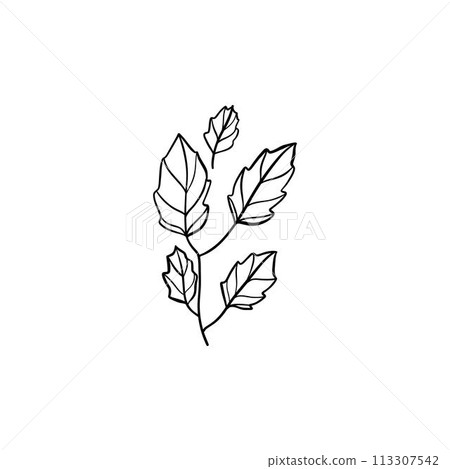 Botanical linear leaf. Abstract minimalist leaves collection, creative herbal art. Vector illustration Botanical linear leaf. Abstract minimalist leaves collection, creative herbal art. Vector illustration 113307542