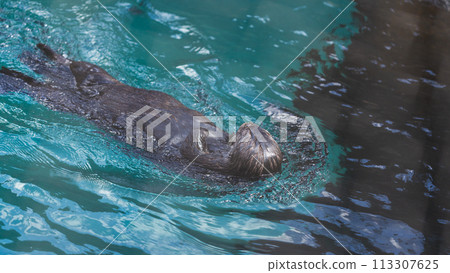 Aquatic Acrobatic Otter's Backstroke in the Water 113307625