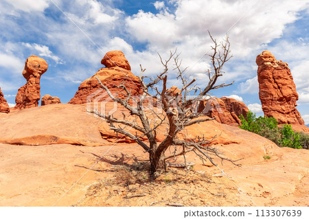 Dry Tree and Red Stones Landscape in Utah, USA 113307639