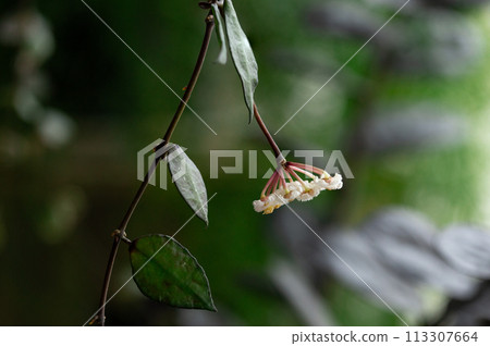 Hoya Krohniana Black Leaves Flower, Plant Care Hoya Krohniana Black Leaves Flower, Plant Care 113307664
