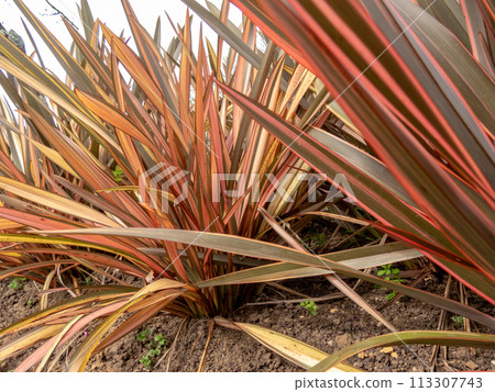 Phormium tenax, New Zealand flax or New Zealand hemp plant clumps closeup. Phormium tenax, New Zealand flax or New Zealand hemp plant clumps closeup. 113307743