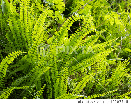 Asplenium trichomanes or maidenhair spleenwort fern bright green fronds. 113307746