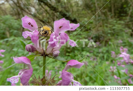 Bumblebee on the lamium maculatum or spotted dead-nettle purple flowers Bumblebee on the lamium maculatum or spotted dead-nettle purple flowers 113307755