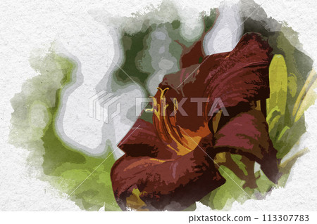 水彩風格百合科花卉 安養寺 岡山縣倉敷市 113307783