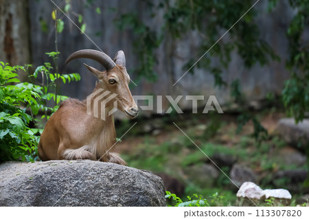 The barbary sheep is mammal and hill animal The barbary sheep is mammal and hill animal 113307820
