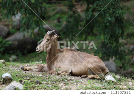 The barbary sheep is mammal and hill animal 113307821