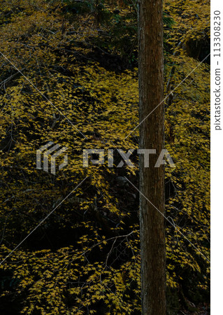 秋天的樹葉 黃葉 楓樹 113308230