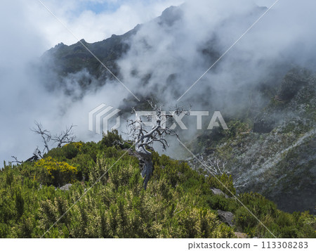 View over green mountains covered with heather, flowers and white dry trees in misty clouds. Hiking trail PR1.2 from Achada do Teixeira to Pico Ruivo, the highest peak in the Madeira, Portugal View over green mountains covered with heather, flowers and white dry trees in misty clouds. Hiking trail PR1.2 from Achada do Teixeira to Pico Ruivo, the highest peak in the Madeira, Portugal 113308283