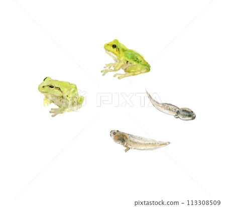Two frogs and two tadpoles 113308509