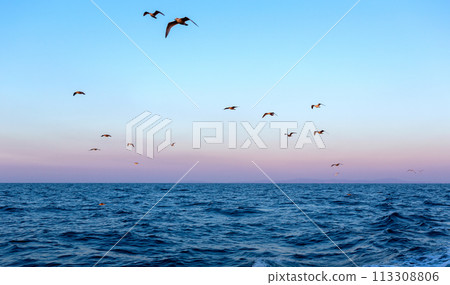 Sunrise with flock of seagulls 113308806