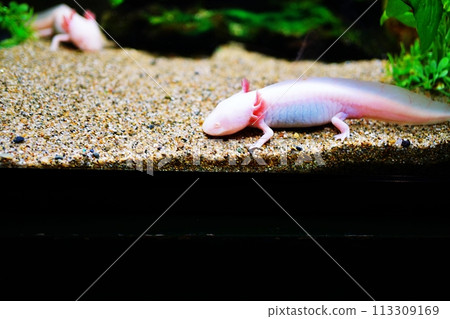 活套 活套 113309169