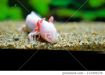 wooper looper wooper looper 113309170