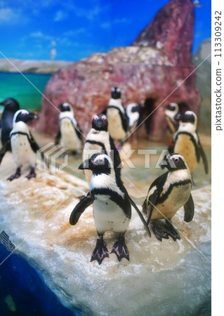 新札幌Sunpiazza水族館企鵝廣場風景 113309242