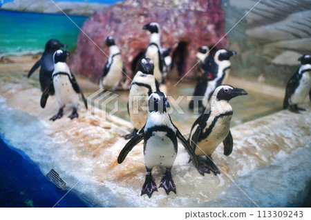 新札幌Sunpiazza水族館企鵝廣場風景 新札幌Sunpiazza水族館企鵝廣場風景 113309243