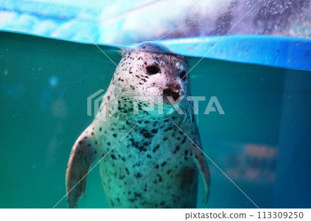 New Sapporo Sunpiazza Aquarium Seal Tank 113309250