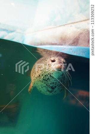 New Sapporo Sunpiazza Aquarium Seal Tank 113309252