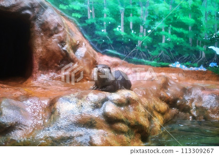 新札幌Sunpiazza水族館小爪水獺缸風景 新札幌Sunpiazza水族館小爪水獺缸風景 113309267